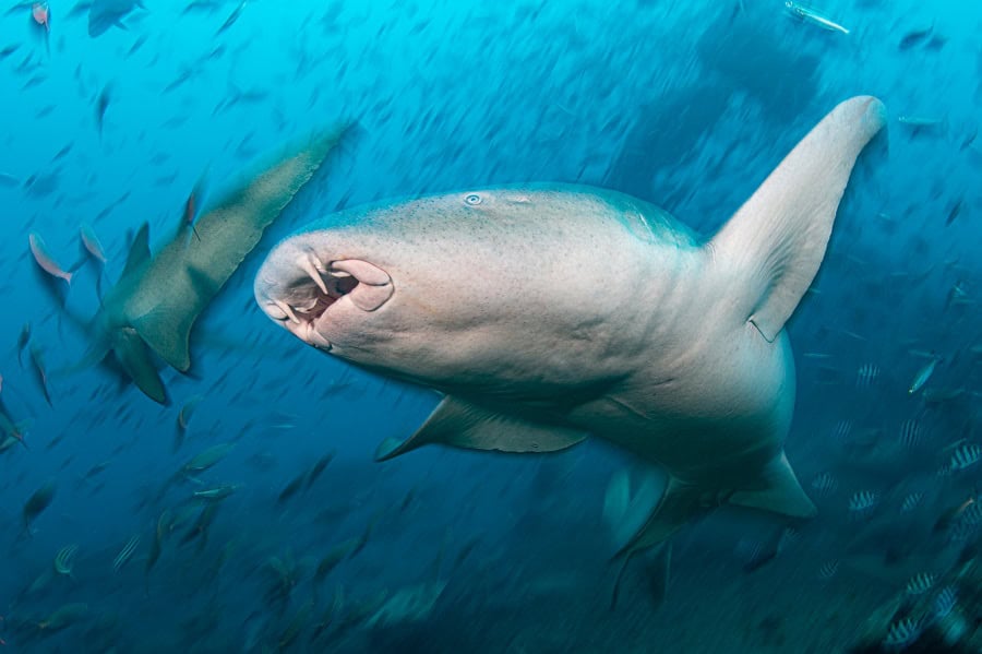 Sharksa3 Hr