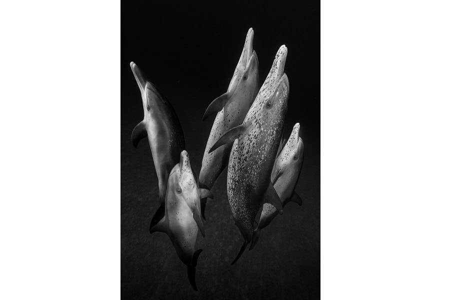 Hippocampe Dor Portfolio Expert © Galice Hoarau 10