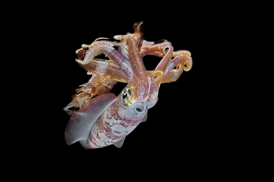Hippocampe Dor Trio Thematique © Jack Berthomier Festival International De Limage Sous Marine De Mayotte 2
