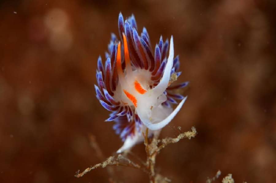 11 Fourcade 14 1m 2850