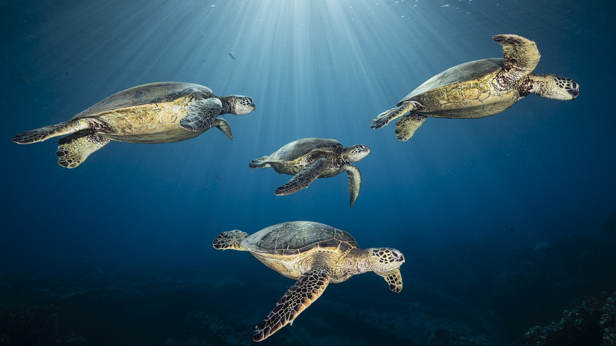 Tortues marines nageant dans un océan lumineux, symbole de la biodiversité sous-marine.