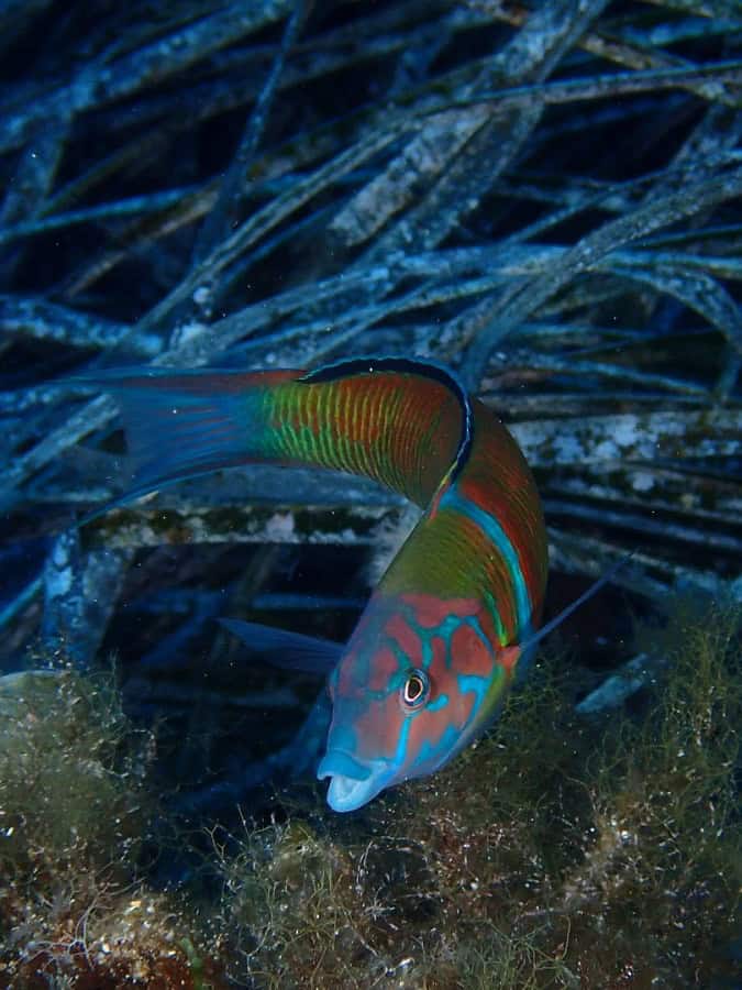 02 Philippe Lecomte Patrick Le Creurer Poisson Equipe 10 Hd