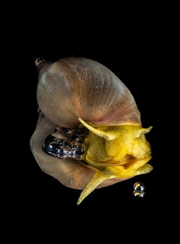 Ed 001bossechristinelimnee Et Son Double 3eme Eau Douce