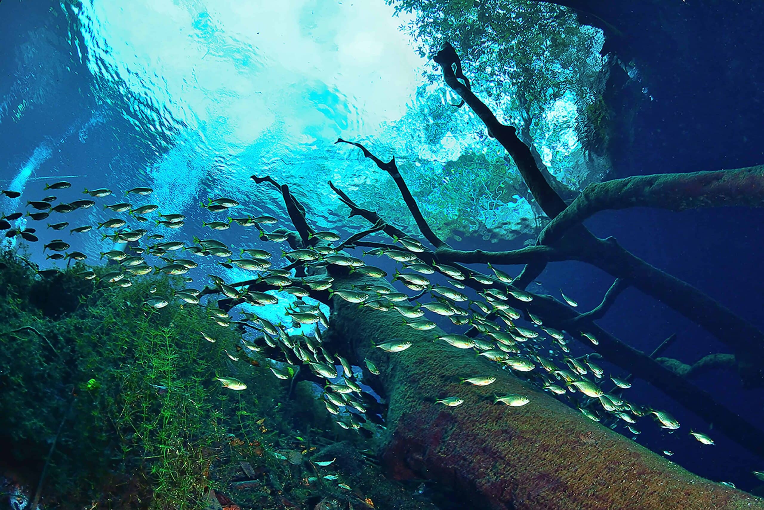 Ed 007vernetphilippecarwash Prix Eau Douce.jpg