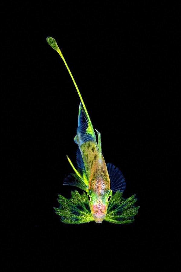 Mm 042kazmierskichristophepoisson Juvenile Non Identifie 3eme Macro Master