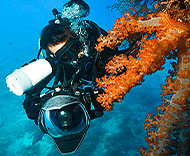 Apprendre Photographie Video Sous Marine