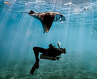 Biologie Sous Marine