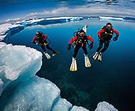 plongée Mer Froide