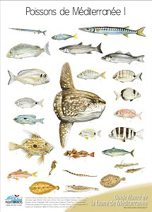 Illustration détaillée des poissons de Méditerranée, idéale pour les passionnés de plongée explorant la biodiversité marine.