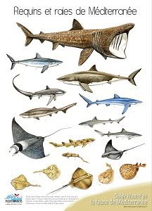 Illustration détaillée des requins et raies de Méditerranée, essentielle pour les passionnés de plongée et de biodiversité...