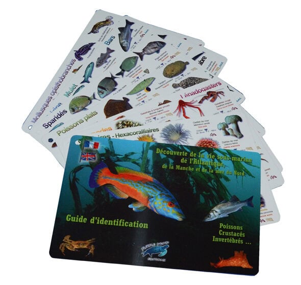 Guide d'identification de la vie sous-marine de l'Atlantique, poissons et crustacés.