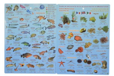 Plaquette découverte de la vie sous-marine en Méditerranée