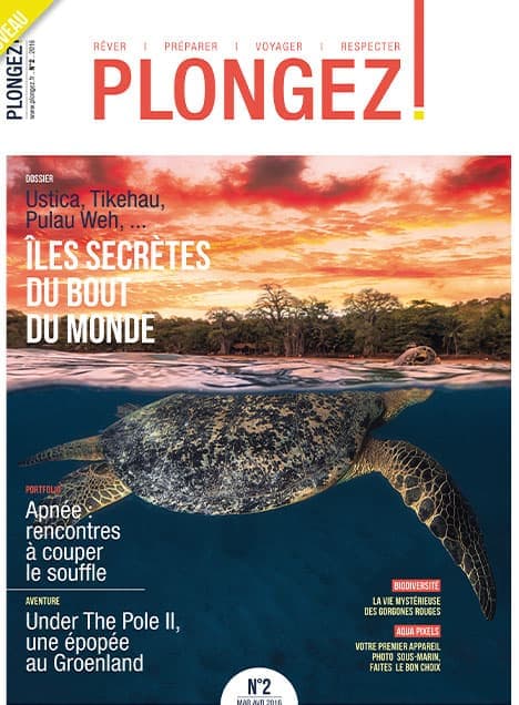 Une tortue marine nage sous un coucher de soleil flamboyant, illustrant l'évasion exotique et la biodiversité marine.