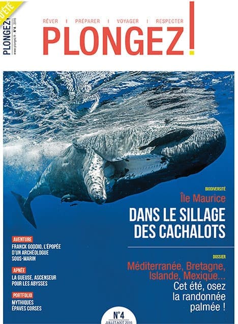 Explorez la biodiversité marine en suivant les majestueux cachalots au large de l'île Maurice. #Plongée