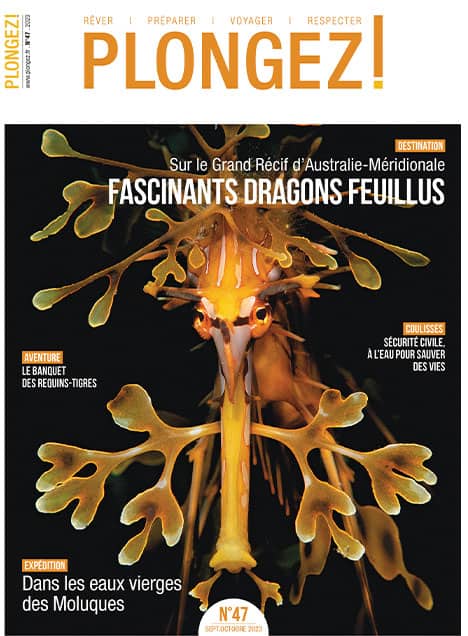 Explorez les mystères du Grand Récif d'Australie-Méridionale avec les dragons feuillus, joyaux de la biodiversité marine.