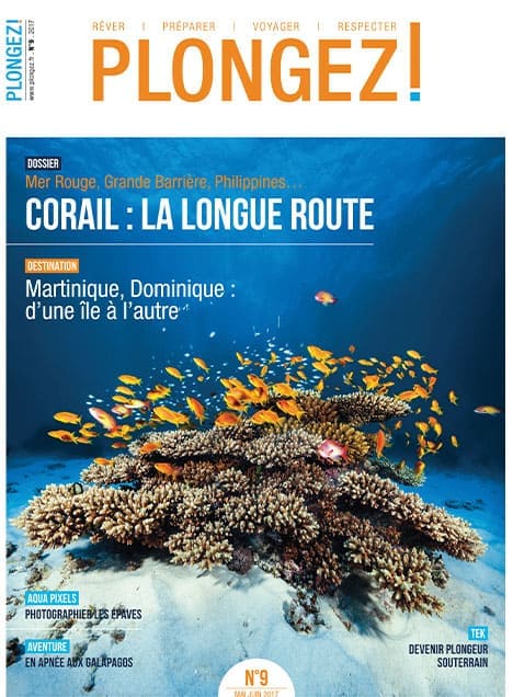 Explorez la beauté des récifs coralliens, véritables trésors marins, à travers des destinations de rêve comme la Mer Rouge...