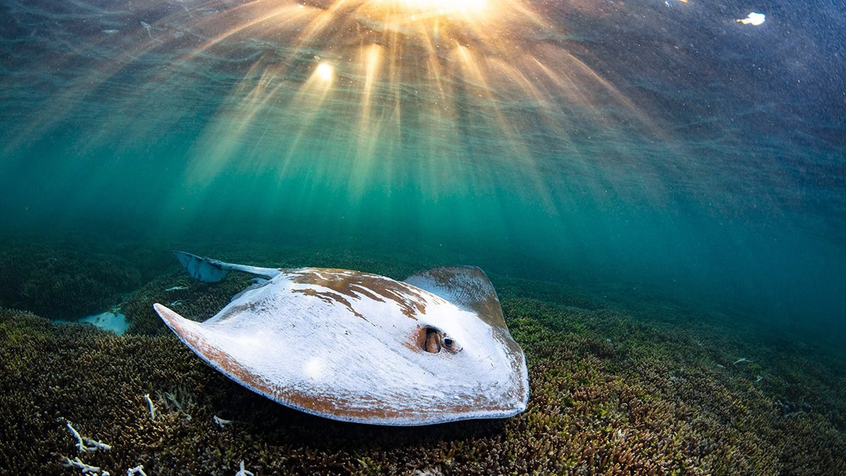 Une majestueuse raie glisse sur le récif corallien, illuminée par les rayons du soleil, symbole de la richesse marine aust...