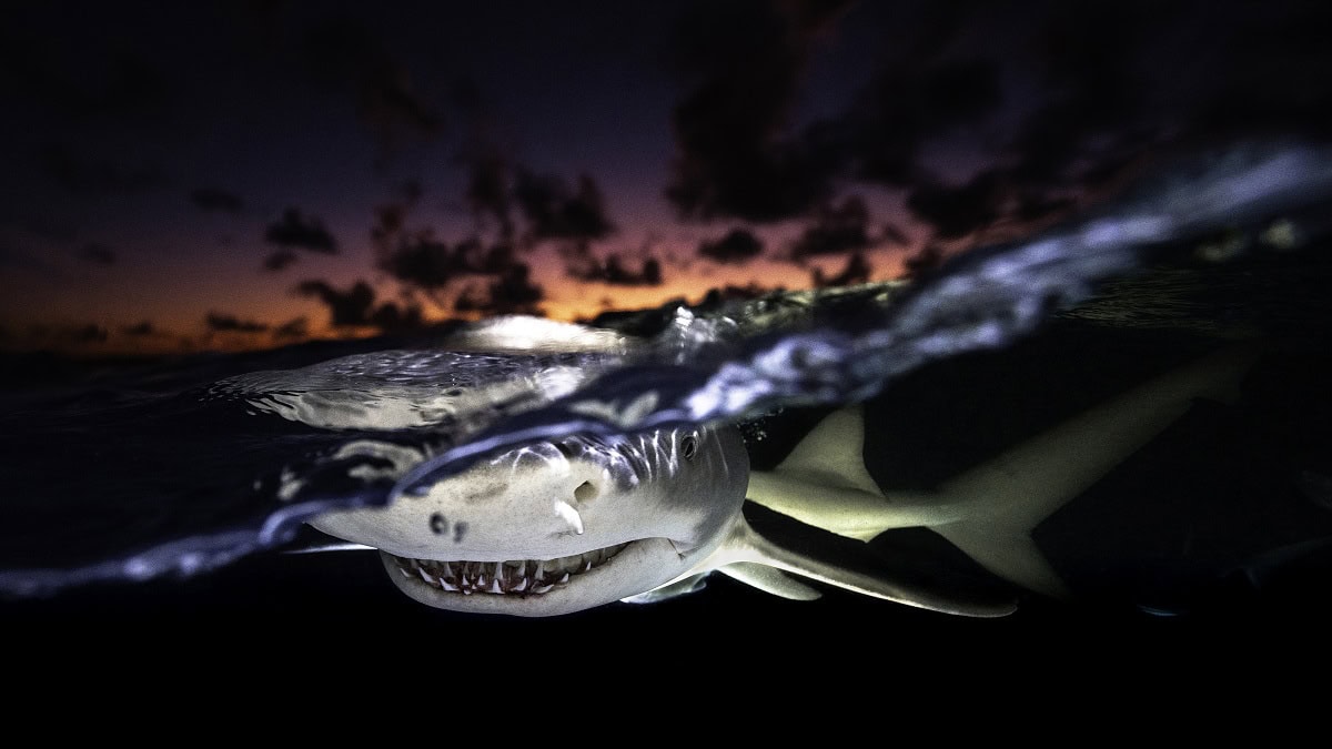 Un requin émerge à la surface au crépuscule, illustrant la beauté sauvage des rencontres marines lors d'une plongée nocturne.