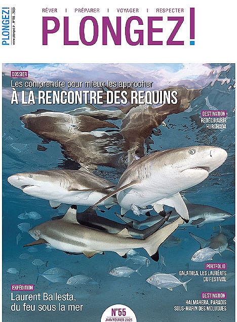 Plongez dans l'univers fascinant des requins pour une aventure inoubliable au cœur des écosystèmes marins. #ExplorationMarine