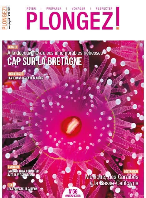 Explorez les merveilles marines de la Bretagne, entre biodiversité fascinante et aventures sous-marines inoubliables. #Plo...