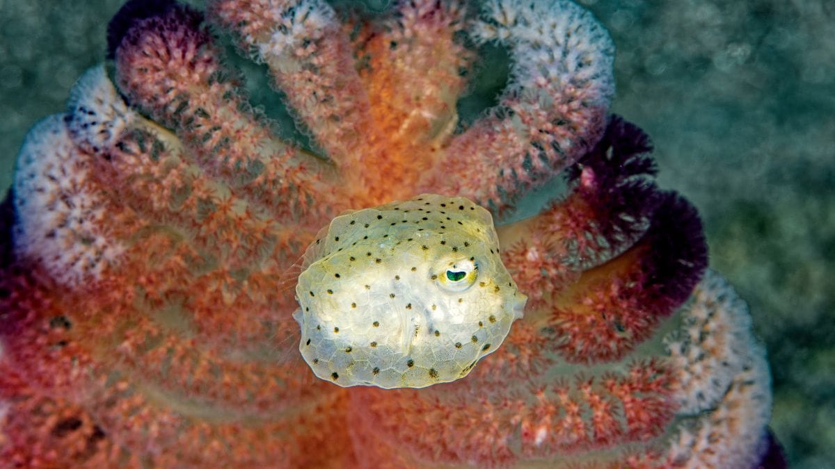 Un poisson-coffre juvénile se camoufle parmi les coraux colorés d'Anilao, révélant la biodiversité fascinante des récifs.