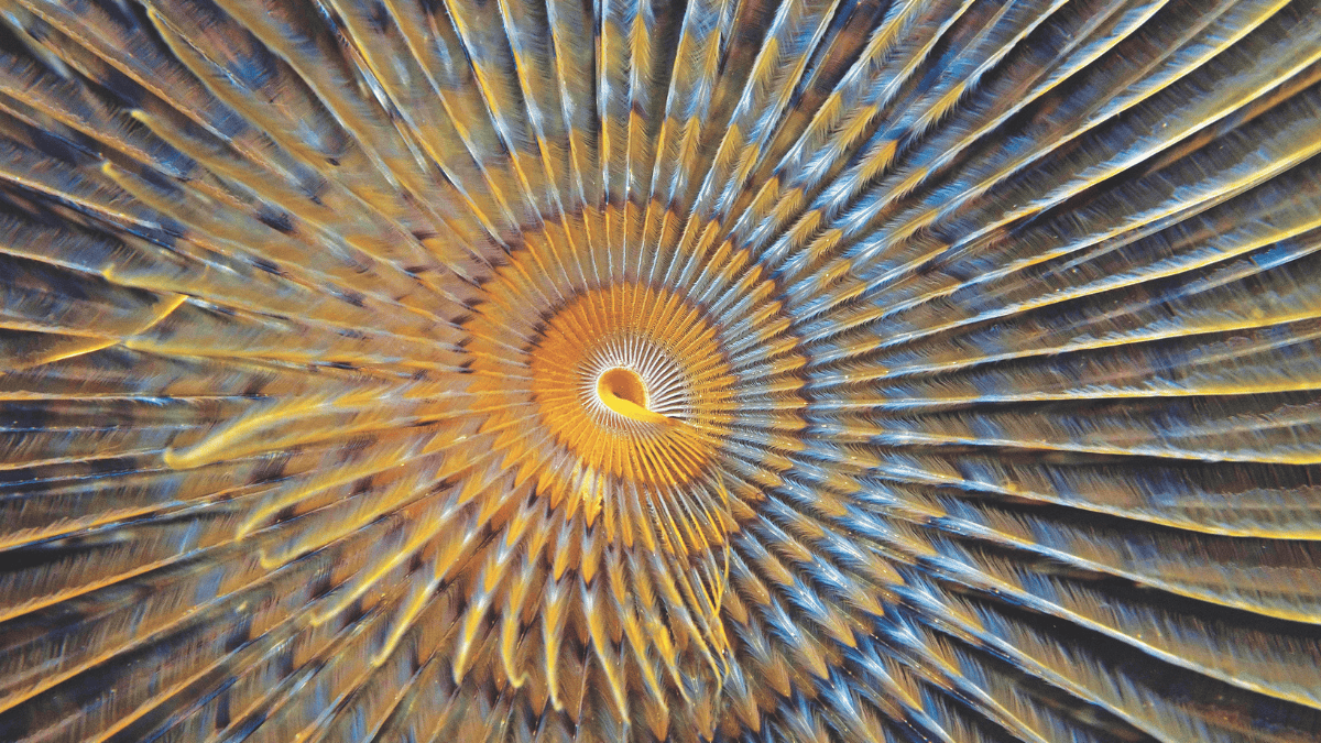 Aquapixel couverture (1)