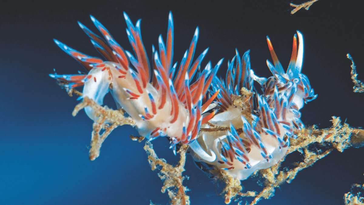 Aquapixel couverture