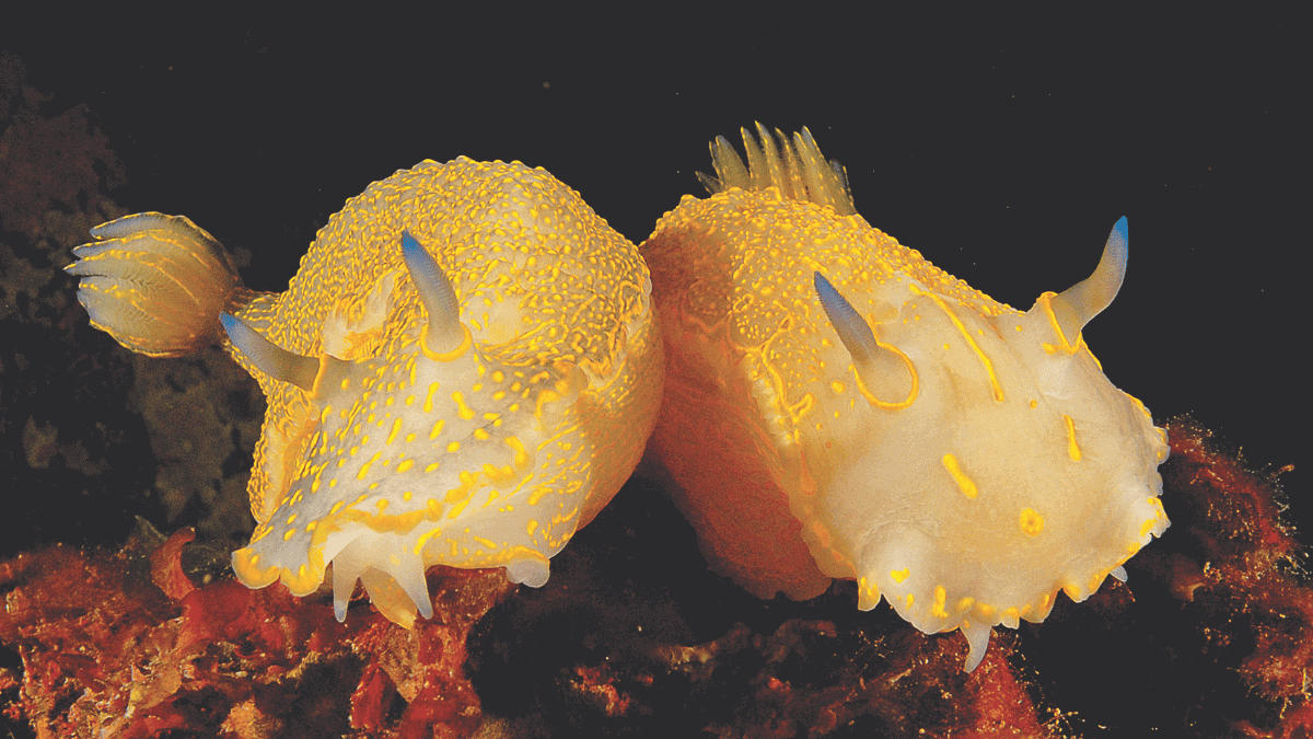 Aquapixel couverture