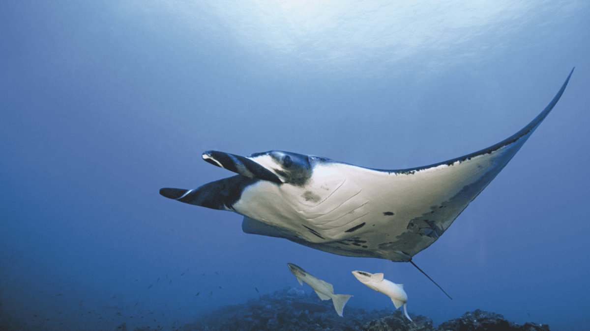 Manta couverture (3)