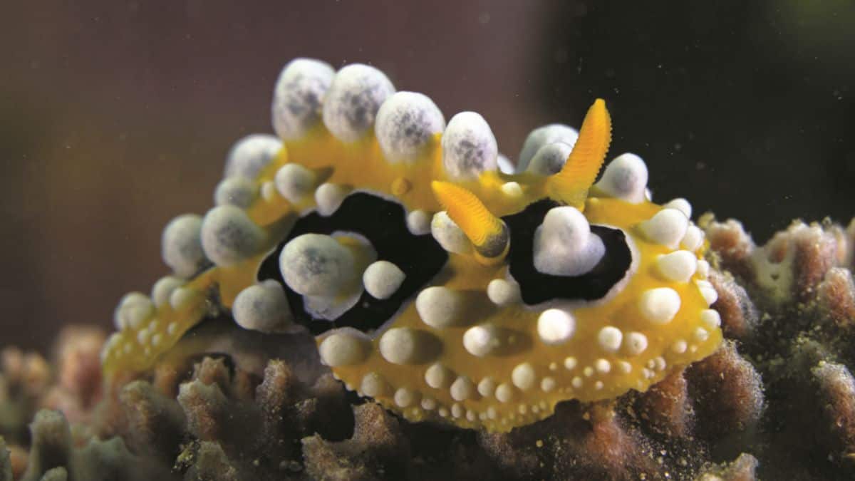 Un nudibranche coloré explore les fonds marins, illustrant la biodiversité fascinante des plongées "muck dive".