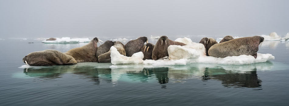 Nath lasselin morse4(1)