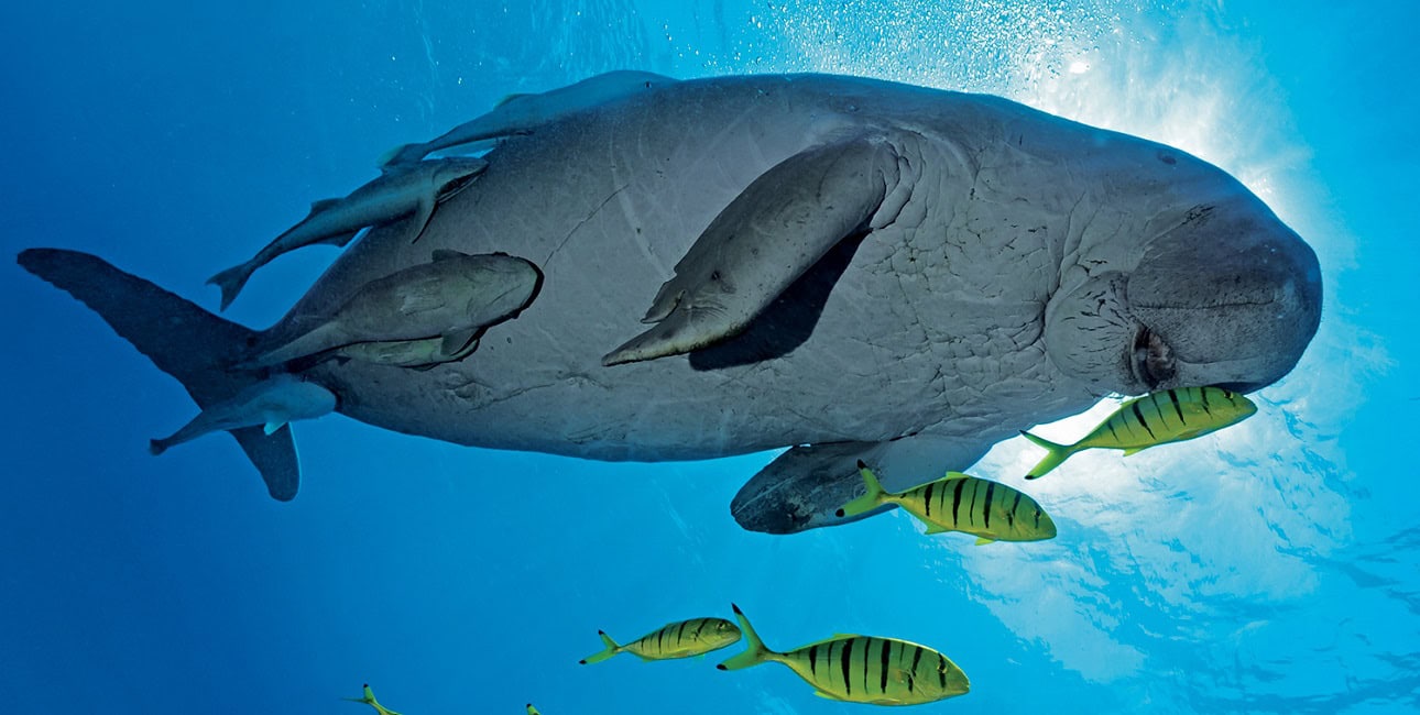 Un majestueux dugong nage paisiblement à Marsa Alam, entouré de poissons, illustrant la richesse de la biodiversité marine.