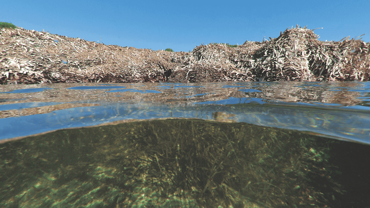 Posidonie couverture