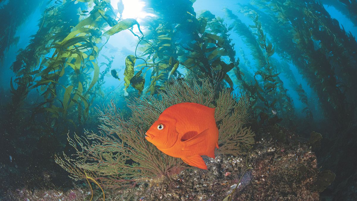 Un poisson orange vibrant nage parmi les forêts de kelp luxuriantes de Santa Catalina, un paradis pour les plongeurs.