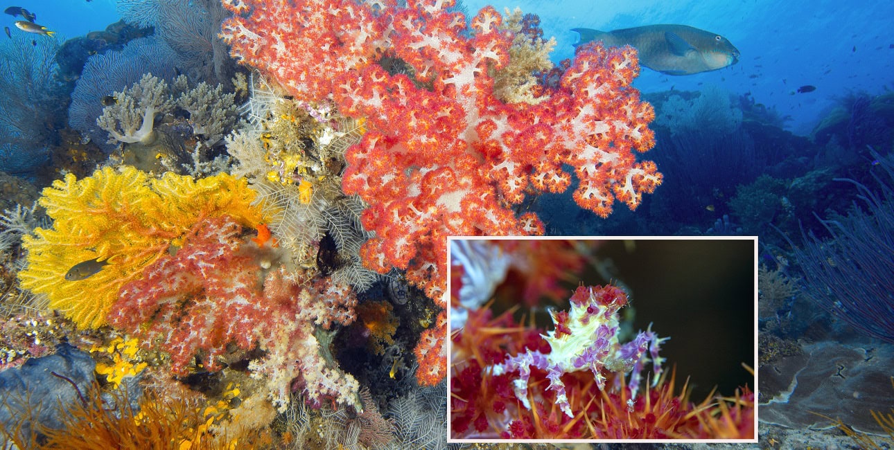 Un récif corallien éclatant de couleurs abrite une biodiversité fascinante, illustrant la richesse de l'écosystème marin.