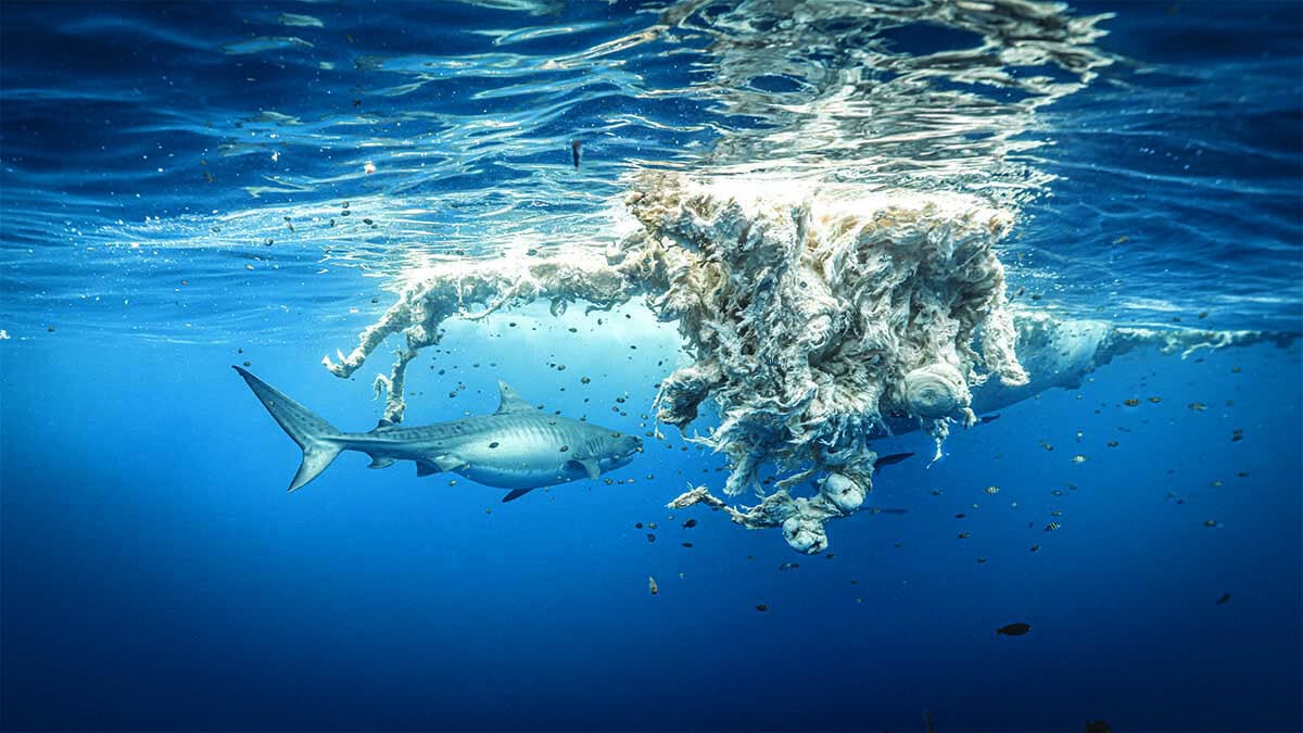 Un requin-tigre explore les profondeurs bleues, entouré de débris marins, illustrant les défis de la conservation océanique.
