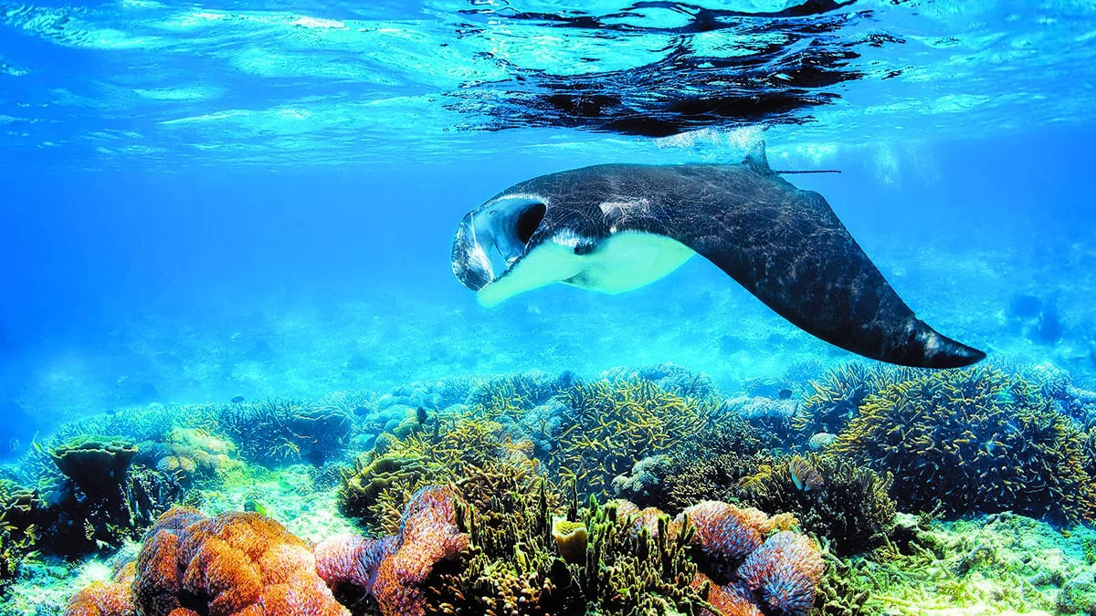 Une majestueuse raie manta glisse au-dessus d'un récif corallien vibrant, illustrant la splendeur de l'écosystème marin. 🌊