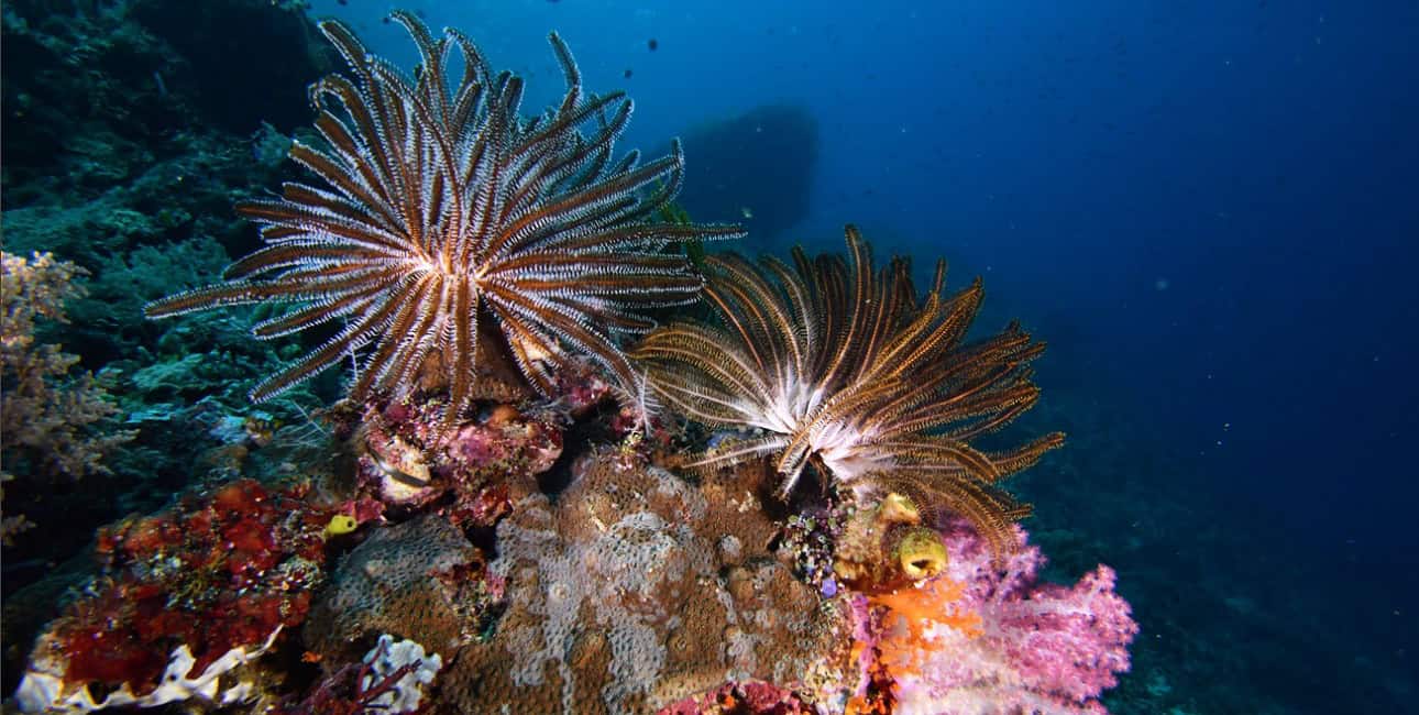 Les récifs colorés de Raja Ampat révèlent une biodiversité marine exceptionnelle, idéale pour les passionnés de plongée.