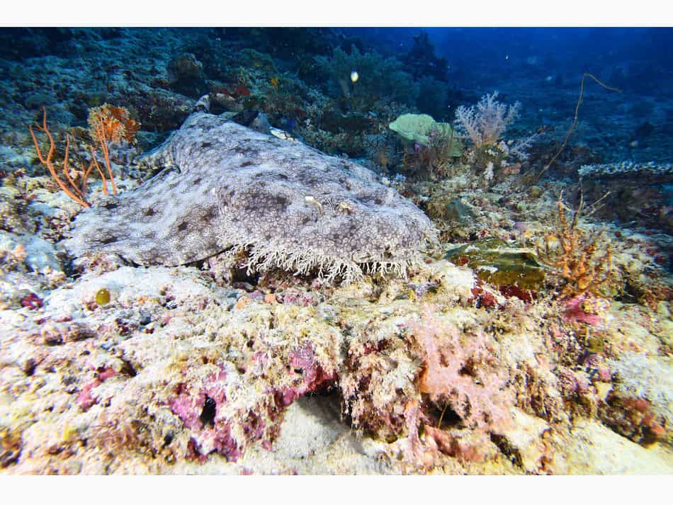 Raja Ampat Merveille du Monde SousMarin 🤿 Plongez ! Le magazine de — free download