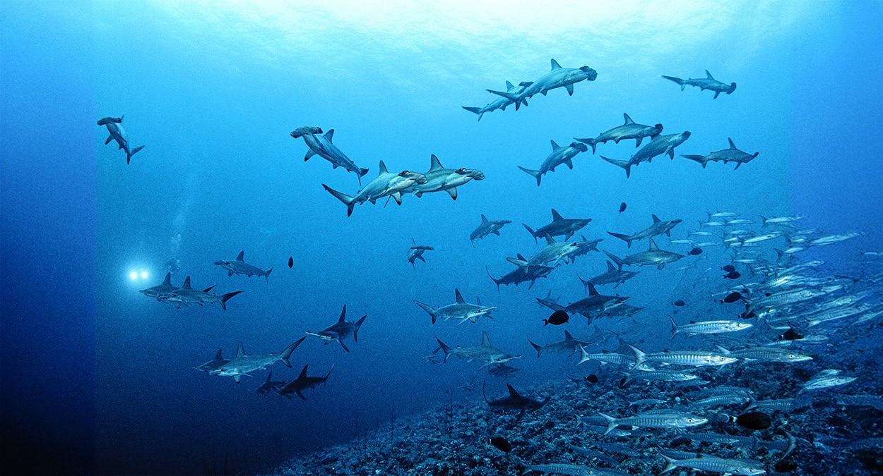 Dans les profondeurs océaniques, un banc de requins-marteaux évolue majestueusement, offrant un spectacle fascinant pour l...