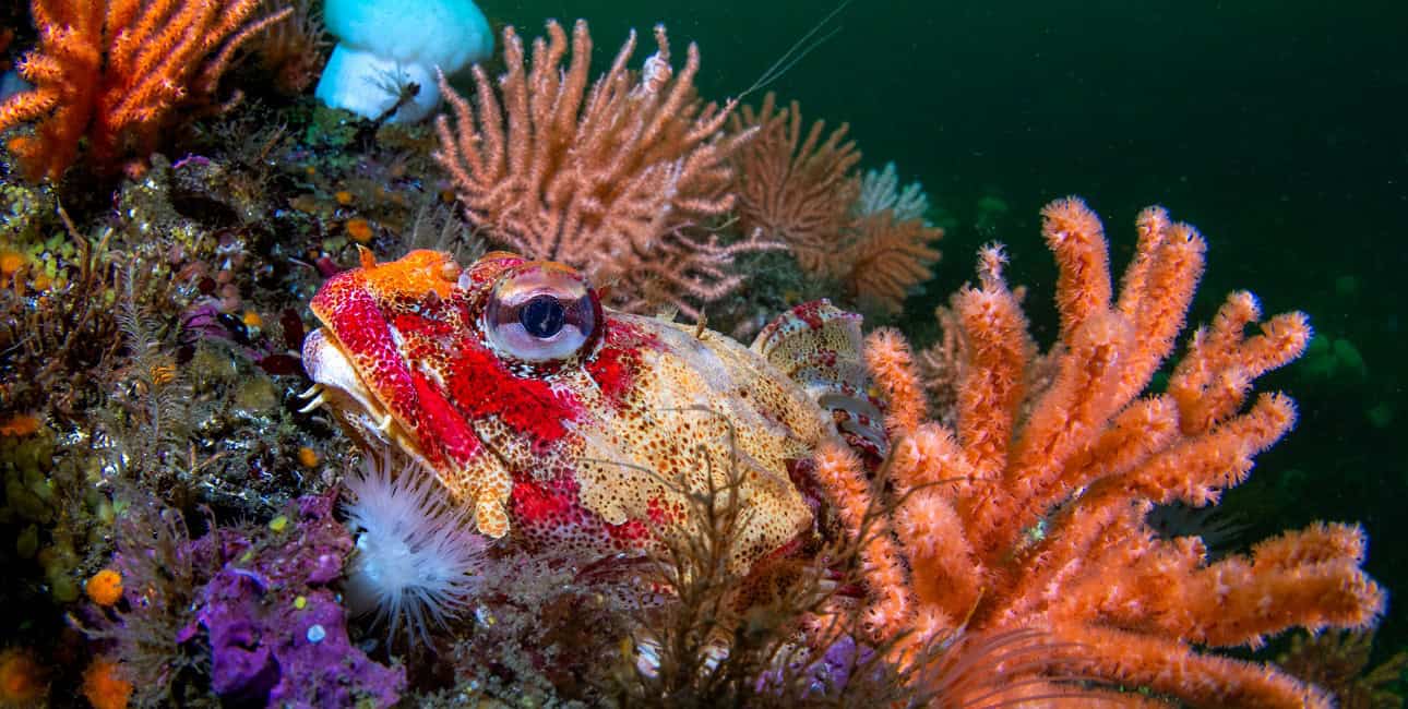 Un poisson coloré se fond parmi les coraux vibrants, illustrant la richesse de la biodiversité sous-marine.