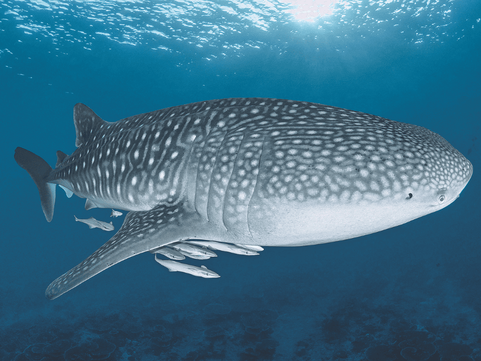 Whaleshark (7)