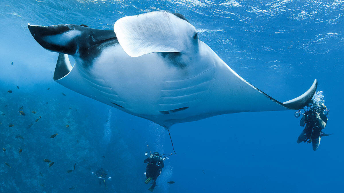 Un plongeur capture la majesté d'une raie manta glissant sous la surface, illustrant la beauté du monde sous-marin. 🌊