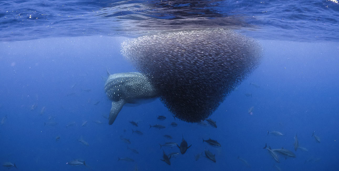 Un requin-baleine majestueux navigue à travers un banc de poissons, illustrant la richesse de la biodiversité marine.