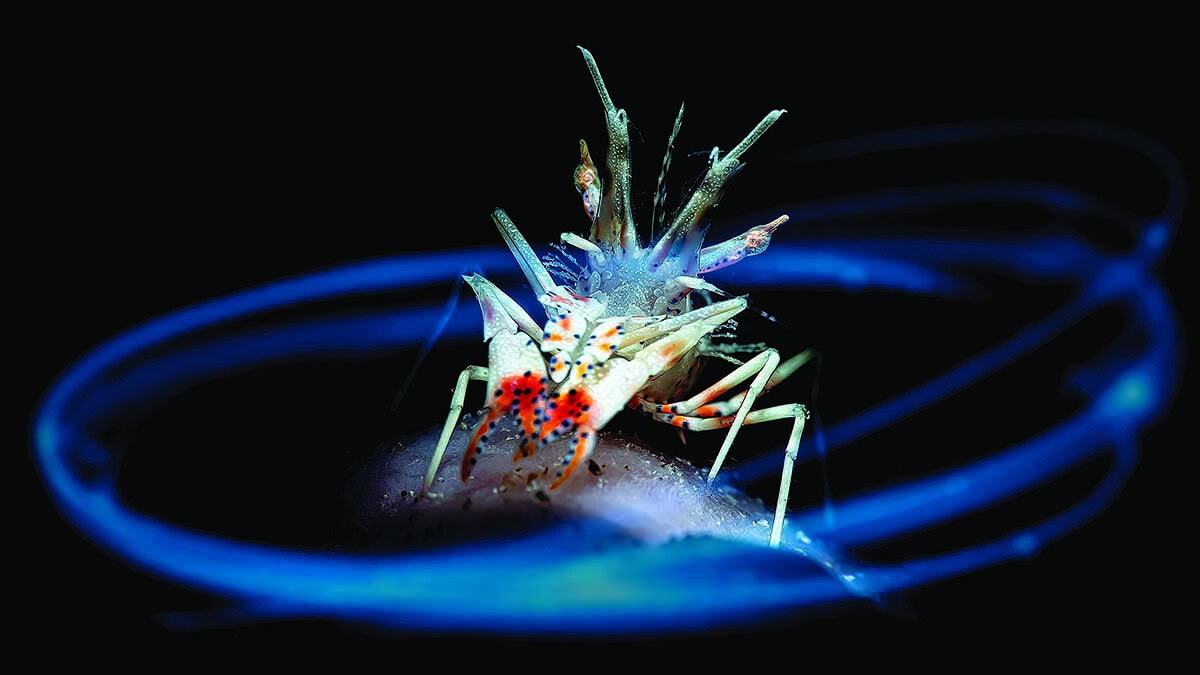 Une crevette colorée illumine le monde sous-marin, entourée de lueurs bleues mystérieuses, symbole de biodiversité marine.