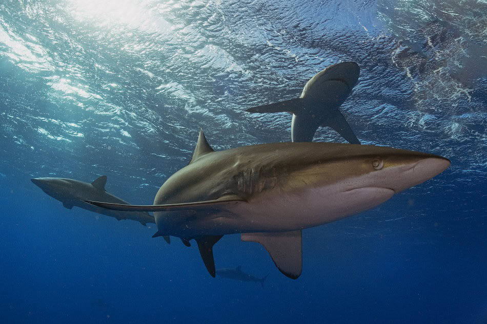 Nicolas barraque cuba jardin de la reine decembre 2021 requin soyeux