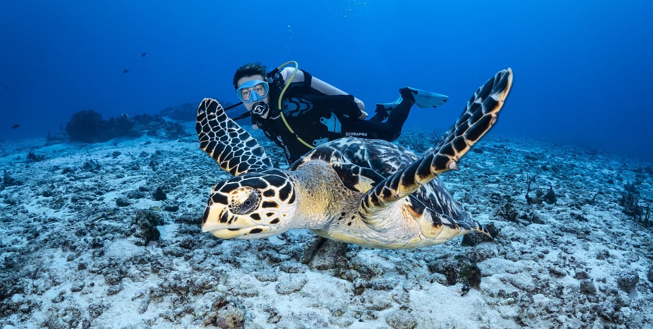 Un plongeur explore les profondeurs marines aux côtés d'une majestueuse tortue, illustrant l'harmonie de l'écosystème océa...