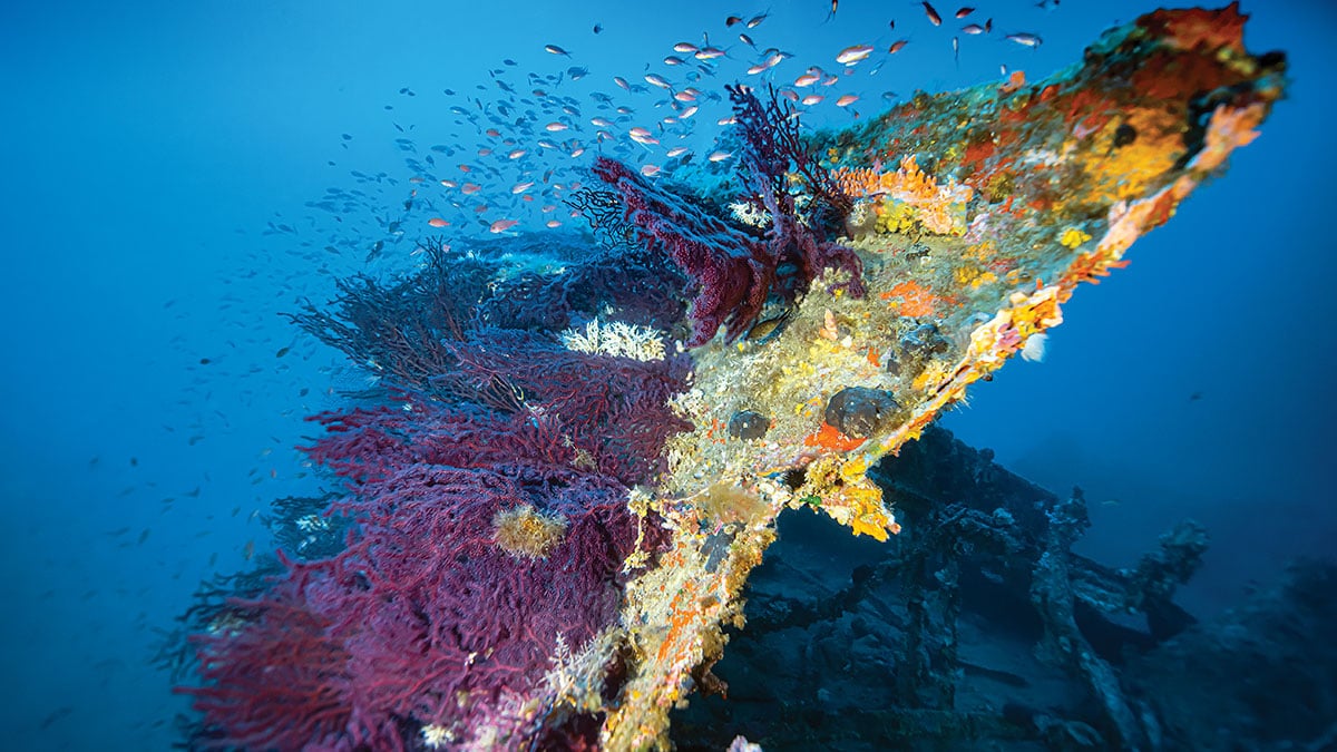 Un récif artificiel vibrant de vie marine colorée émerge des profondeurs, illustrant la richesse de l'écosystème sous-mari...