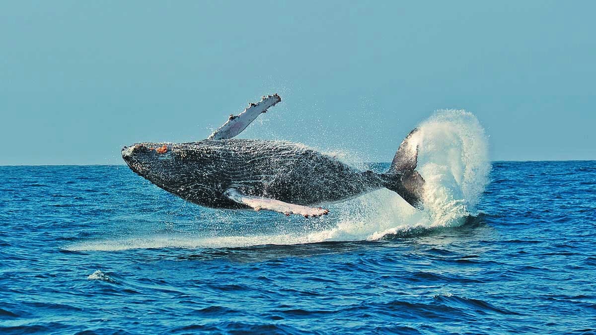 Une majestueuse baleine à bosse bondit hors de l'eau, illustrant la puissance et la grâce de la faune marine.