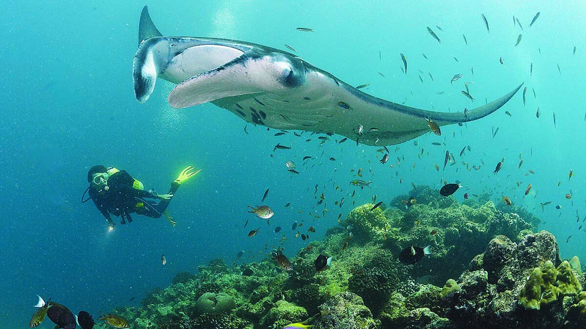 Un plongeur explore les fonds marins des Maldives aux côtés d'une majestueuse raie manta, symbole de biodiversité marine.